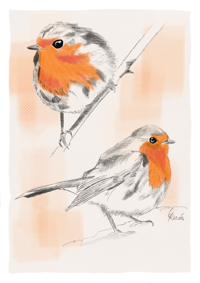 Rouge gorge
